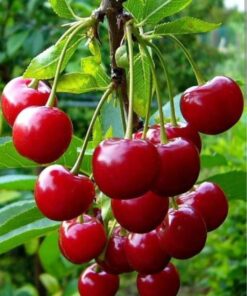 Apple Cherry Plant (Syzygium spp.) – Exotic Tropical Fruit Tree | Sweet & Juicy Edible Fruits | Ideal for Home Garden, Terrace & Organic Farming | Hardy Live Plant by Biopark Plants
