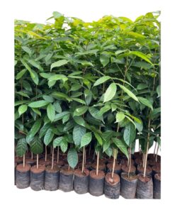 Mahogany Plant (Swietenia macrophylla) – Premium Tropical Hardwood Tree | Fast-Growing Timber & Ornamental Plant | Ideal for Garden, Landscaping & Sustainable Forestry | Live Plant by Biopark Plan