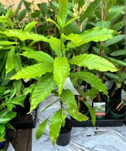 Abiu Plant (Pouteria caimito) – Exotic Tropical Fruit Tree | Sweet, Juicy & Nutrient-Rich Fruits | Ideal for Home Garden, Terrace & Organic Farming | Hardy Live Plant by Biopark Plants