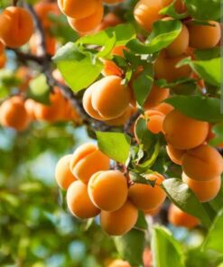 Apricot Plant (Prunus armeniaca) – Sweet & Nutritious Tropical Fruit Tree | Ideal for Home Garden, Terrace & Organic Farming | Hardy Live Plant by Biopark Plants
