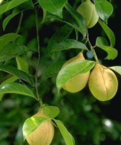 Jathi Plant (Myristica fragrans) – Aromatic Spice Tree | Nutmeg & Mace Producing Evergreen Tree | Ideal for Home Garden, Spice Garden & Organic Farming | Live Plant by Biopark Plants