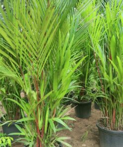 Red Palm Plant (Cyrtostachys renda) | Lipstick Palm | Exotic Tropical Ornamental | Indoor & Outdoor Decorative Palm | Live Plant with Pot