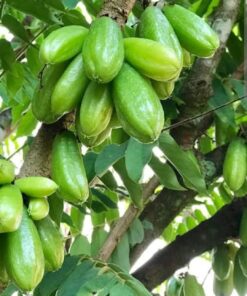 Averrhoa bilimbi (Irumban Puli) | Bilimbi Tree | Tropical Fruit Plant | Tangy Edible Fruit | High-Yield Home Garden Plant | Live Fruit Plant with Pot