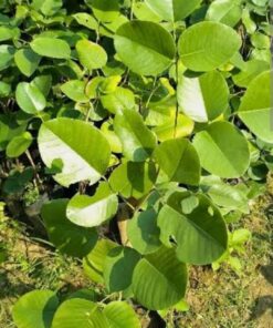 Raktha Chandanam Plant (Pterocarpus santalinus) | Rare Medicinal & Aromatic Tree | Natural Red Sandalwood | Sacred Ayurvedic Plant for Home Garden & Farming | Eco-Friendly Live Plant