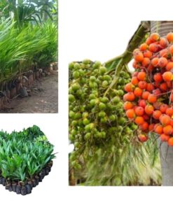 Live Kavung Plant (Areca catechu) | Areca Nut / Betel Nut Tree | Tropical Palm for Home Garden & Farming | Nut-Producing Medicinal Tree | Decorative & Air-Purifying Live Plant