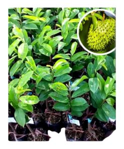 Live Mullatha Plant (Annona muricata) | Soursop / Graviola / Lakshmanaphal | Rare Tropical Fruit Tree | Rich in Antioxidants & Medicinal Properties | Organic Home Garden Live Fruit Plant