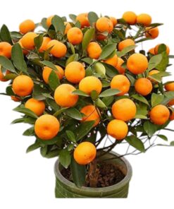 Bush Orange Plant (Citrus mitis) – Dwarf Orange Tree | Compact Fruiting Indoor & Outdoor Plant | Ornamental & Edible Citrus Plant | Perfect for Pots & Home Gardens