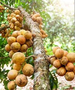 Langsat Plant (Lansium parasiticum) – Sweet Tropical Fruit Tree for Home Garden | Live Plant | Duku / Longkong Variety | Biopark Plants