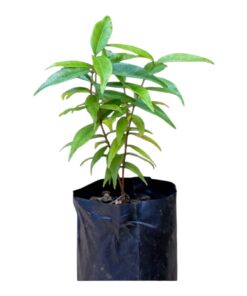 Rainforest Plum Plant (Eugenia candolleana) – Exotic Tropical Fruit Tree | Sweet Edible Plum | Live Plant for Home Garden | Biopark Plants