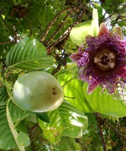 Akasha vellari | Giant Passion Fruit (Passiflora quadrangularis) – Large Tropical Passion Vine | Giant Granadilla Plant | Exotic Fruit-Bearing Climber for Home Garden & Farm | Fast-Growing, Fragrant, and Nutritious Plant by Biopark