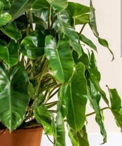 Floral Treasure Philodendron – Premium Ornamental Indoor & Outdoor Foliage Plant | Air Purifying, Low Maintenance, Decorative Green Plant for Home, Office & Garden by Biopark