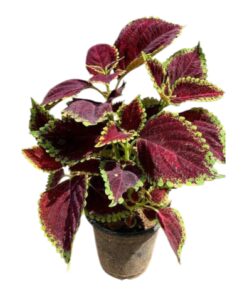 Coleus Plant (Plectranthus scutellarioides) – Colorful Ornamental Foliage Plant | Vibrant Indoor & Outdoor Decorative Plant | Low Maintenance, Shade-Loving Garden Beauty by Biopark