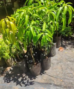 Karpooram Mango (Mangifera indica) – Aromatic & Sweet Premium Variety | Grafted Live Fruit Plant for Home Garden & Farms | Biopark Plants