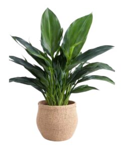 Aspidistra elatior – Cast Iron Plant | Shade-Loving Ornamental Foliage | Low-Maintenance Indoor & Outdoor Greenery | Biopark Plants
