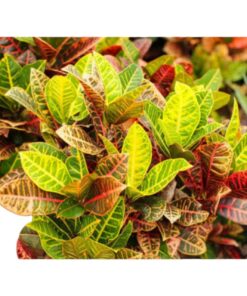 Croton (Codiaeum variegatum) – Vibrant Variegated Indoor & Outdoor Ornamental Plant | Colorful Foliage for Home & Garden Décor | Biopark Plants