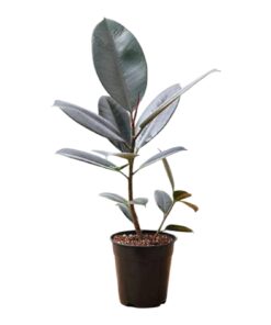 Rubber Plant (Ficus elastica) – Family: Moraceae | Type: Evergreen Indoor Foliage Plant | Air Purifying & Low-Maintenance Decorative Plant | Biopark Plants