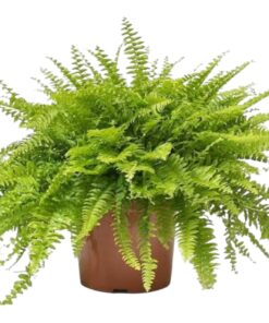 Boston Fern (Nephrolepis exaltata) – Family: Nephrolepidaceae | Type: Evergreen Air-Purifying Indoor & Outdoor Fern | Lush Hanging & Table Décor Plant | Biopark Plants