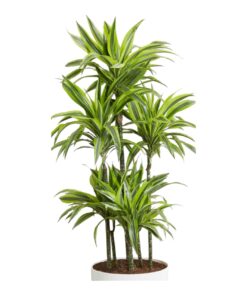 Dracaena Plant (Dracaena fragrans) – Air Purifying Indoor Plant | Evergreen Tropical Beauty | Low-Maintenance Home & Office Decor Plant