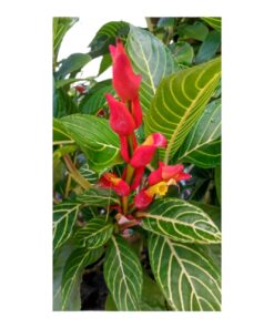 Sanchezia Plant (Sanchezia speciosa) – Tropical Ornamental Foliage Plant | Evergreen Decorative Indoor & Outdoor Beauty | Golden Vein Leaf Plant