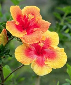 Hibiscus Plant (Hibiscus rosa-sinensis) – Tropical Flowering Shrub | Evergreen Ornamental Plant | Home & Garden Beauty with Bright Blooms