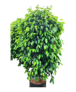 Ficus benjamina Plant (Weeping Fig) – Evergreen Indoor & Outdoor Ornamental Tree | Natural Air Purifier | Elegant Home & Office Décor Plant