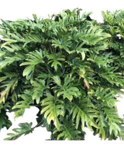 Philodendron xanadu Plant (Thaumatophyllum xanadu) – Tropical Evergreen Ornamental Foliage | Indoor & Outdoor Decorative Plant | Air Purifying Low-Maintenance Beauty