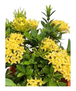 Jungle Geranium (Ixora coccinea) – Perennial Tropical Flowering Shrub from the Rubiaceae Family | The Vibrant Chethi Plant or Flame of the Woods