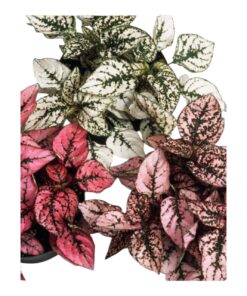Polka Dot Plant (Hypoestes phyllostachya) – Colorful Perennial Ornamental from the Acanthaceae Family | The Spotted Beauty for Home & Garden Decor