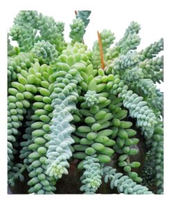 Burro’s Tail (Sedum morganianum) – Perennial Succulent from the Crassulaceae Family | The Cascading Donkey Tail Plant for Hanging Gardens