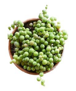 String of Pearls (Senecio rowleyanus) – Perennial Trailing Succulent from the Asteraceae Family | The Elegant Beaded Beauty for Hanging Gardens