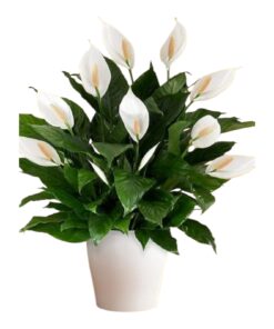 Peace Lily (Spathiphyllum wallisii) – Elegant Indoor Air Purifying Flower Plant | Low Maintenance | Perfect for Home & Office Décor