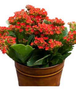 Kalanchoe Live Plant – Vibrant Flowering Succulent for Home & Office Décor | Long-Lasting Blooms | Low Maintenance Indoor Plant Gift