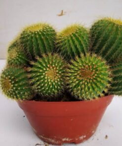 Golden Barrel Cactus (Echinocactus grusonii) – The Radiant Desert Jewel for Home & Garden Décor