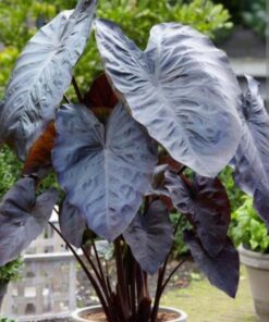 Colocasia Plant (Colocasia esculenta) – The Exotic Elephant Ear for Tropical Beauty & Lush Green Décor