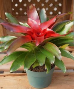 Neoregelia Plant (Neoregelia carolinae) – The Vibrant Bromeliad Beauty with Colorful Foliage for Tropical Homes & Garden Décor