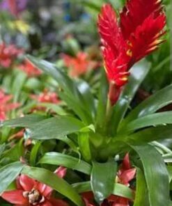Vriesea Plant (Vriesea splendens) – The Flaming Sword Bromeliad with Striking Foliage & Vibrant Bracts for Tropical Indoor Décor