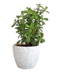 🌿 Jade Plant (Crassula ovata) – The Lucky Money Plant for Prosperity, Beauty & Easy Indoor Gardening