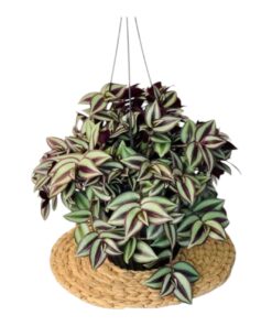 Inch Plant (Tradescantia zebrina) – Colorful Trailing Indoor & Outdoor Plant with Purple-Green Striped Leaves | Fast-Growing, Low-Maintenance Hanging Plant for Home & Office Décor