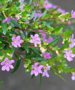 Cuphea hyssopifolia (Mexican Heather) – Compact Evergreen Flowering Shrub with Tiny Lavender Blooms | Low-Maintenance Border & Pot Plant for Home Garden & Outdoor Décor