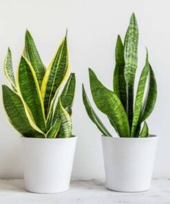 Snake Plant (Sansevieria trifasciata) – Air-Purifying Indoor Succulent with Upright Variegated Leaves | Low-Maintenance, Drought-Tolerant Home & Office Décor Plant for Healthy Living Spaces