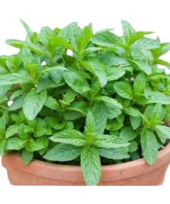 Mint Plant (Mentha spp.) – Refreshing Aromatic Herb for Culinary, Medicinal & Home Garden Use | Fast-Growing, Fragrant, and Easy-to-Grow Perennial Plant