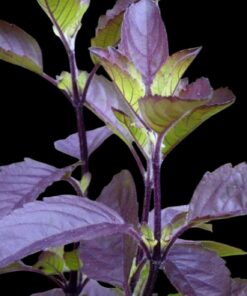 Krishna Thulasi Plant (Ocimum tenuiflorum – Black Holy Basil) – Sacred Ayurvedic Herb with Deep Purple Leaves | Medicinal, Fragrant & Spiritual Plant for Home and Temple Gardens