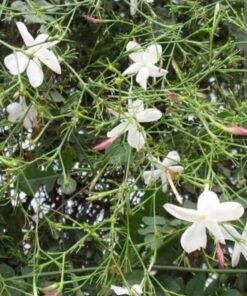 Pichi Plant (Jasminum sambac – Arabian Jasmine) – Fragrant Flowering Shrub for Home Gardens & Spiritual Décor | Evergreen, Easy-to-Grow, and Perfect for Garlands & Puja Use