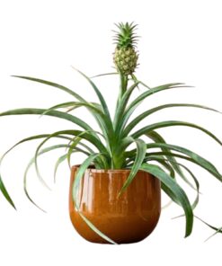 Ananas (Indoor Pineapple Plant) – Exotic Tropical Beauty | Air Purifying Decorative Houseplant | Perfect for Home & Office Décor