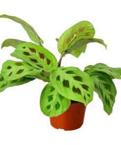 Maranta Leuconeura (Prayer Plant) – The Living Artwork from Creative Farmer | Ornamental Indoor Beauty | Perfect for Home & Office Décor