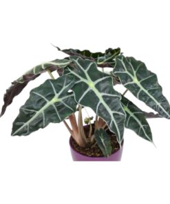 Alocasia Sanderiana – Elegant Kris Plant | Rare Tropical Ornamental | Premium Indoor Foliage Plant for Home & Office Décor