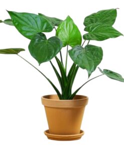 Alocasia Cucullata – Buddha’s Palm Plant | Good Luck Indoor Ornamental | Lush Tropical Foliage for Home & Office Décor
