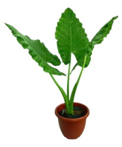 Alocasia Taro – Giant Taro Plant | Bold Tropical Foliage | Large Leaf Indoor & Outdoor Ornamental | Premium Live Plant for Home Garden